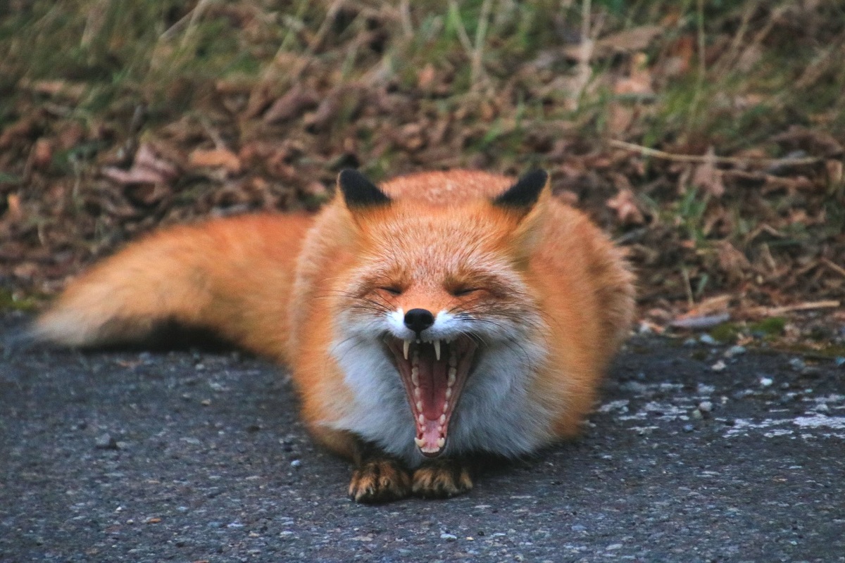 秋の野生動物ウォッチング シンラ 知床自然ガイドツアー 株式会社